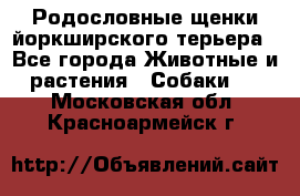 Родословные щенки йоркширского терьера - Все города Животные и растения » Собаки   . Московская обл.,Красноармейск г.